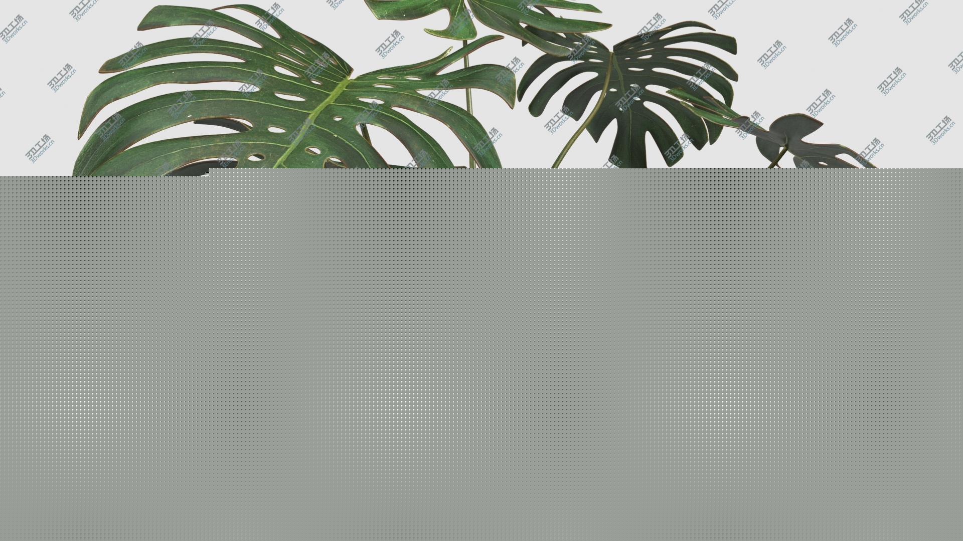 images/goods_img/2021040163/Plant Monstera Deliciosa 3D model/5.jpg